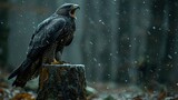 Fototapeta  -   A rain-soaked tree stump hosts a bird of prey in a forest's heart