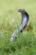 Javanese spitting cobra on a grassland
