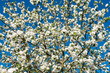 Geäst in der Baumkrone eines weiß blühenden, von der Sonne angestrahlten Apfelbaums vor blauem, wolkenlosem Himmel