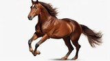 Fototapeta Konie - Majestic Chestnut brown Horse Galloping Isolated on White Background