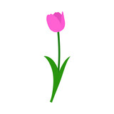 Fototapeta Tulipany - Spring Tulip Element