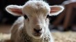 Adorable Newborn Lamb Close-Up Generative AI
