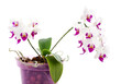 Orchid beautifu in the pot.