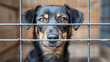 Black and tan dog with soulful eyes behind metal bars, conveying plea for companionship and freedom. This powerful image speaks to animal welfare and compassion