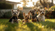 Four small dogs sitting on grass with sunlight behind, their attentive gazes suggesting playfulness and companionship. The warm glow captures the essence of a joyful pet-filled life