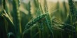 Lush Green Wheat Field in Countryside Generative AI