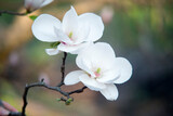 Fototapeta Storczyk - blossom in spring, two white and big flower of magnolia 