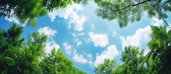 Fototapete - Looking up through summer forest canopy