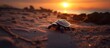 Turtle walking beach sunset