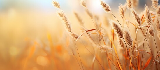 Fototapete - Field of wheat with blurred background