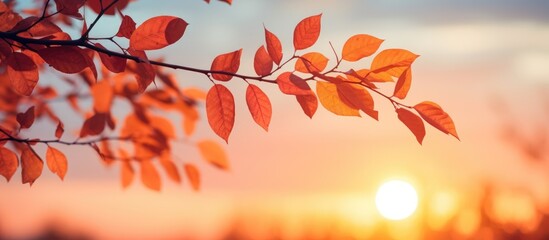 Poster - Branch leaves at sunset