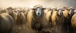 Group of sheep in dusty field with ear dust