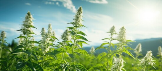 Aufkleber - Green plants bask in sunlight