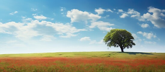 Poster - Lonely tree amidst red field blue sky