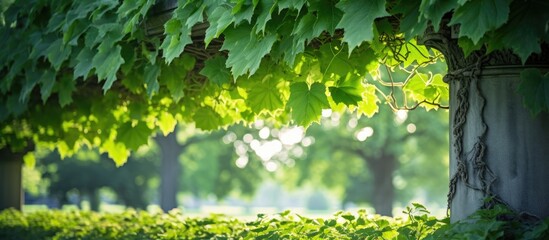 Poster - Tree with lush foliage in urban park