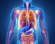 lung human anatomy biology organ body system health care 