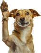 Jack Russell terrier dog giving high five isolated cut out png on transparent background