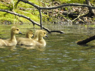 Wall Mural - Baby Canadian geese, goslings swimming in the wetland waters of the Bombay Hook National Wildlife Refuge, Kent County, Delaware. 