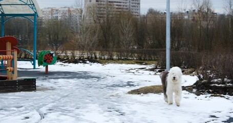 Wall Mural - A fluffy dog Bobtail dog walks in the snow in the park. Slow motion. 4k video.