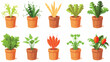 Carrots in a wooden pot icons set rhombus in differ