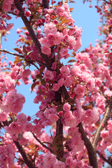 Wall Mural - Colorful spring blossom on nature background