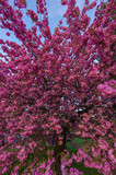 Fototapeta Tęcza - Sakura, drzewo kwitnącej Japońskiej Wiśni. Drzewo pełne różowych kwiatów stojące na miejskim trawniku w centrum miasta