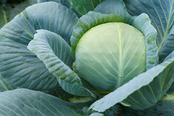 Wall Mural - Growing Head of Cabbage in Garden