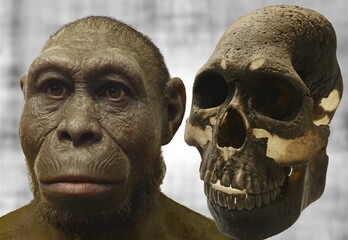 homo rudolfensis is an extinct hominid, which lived about two million years ago in africa, in conjun