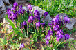 Purple dwarf irises in the garden