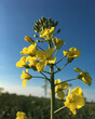Rapeseed flowers against the blue sky.