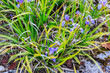 Blue dwarf irises in the garden