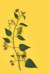 Canvas Print - Deadly Nightshade plant with purple flowers and green berries on yellow background. Poisonous toxic wildflower also used in alternative herbal medicine remedies. Atropa belladonna.