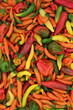 Large collection of chili pepper hot spicy vegetables. Local organic gardening produce abundant colorful organic harvest nature composition. Apache, lemon drop, slow burn varieties.