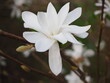 Okwiat białej magnolii