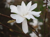 Fototapeta Niebo - Okwiat białej magnolii