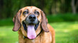 A Basset Hound mixed breed dog panting