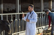 Veterinarian preparing vaccine for cattle in cowshed