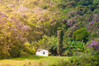Small lonely house in the middle of the Atlantic forest