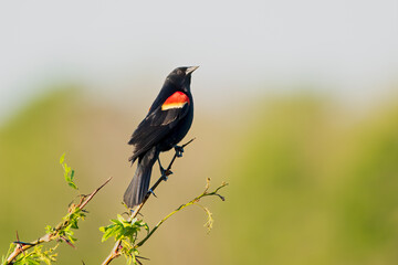 Wall Mural - Red-winged Blackbird Posing