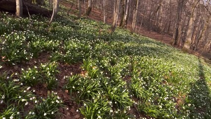 Wall Mural - A great rarity - the white-flowered snowdrop usually grows in the spring near streams and rivers, lakes after snow, but on this mountain it grew right on a high peak