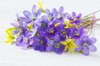 Spring blue-violet flowers hepatica and yellow gagea on a white wooden background, closeup, blur