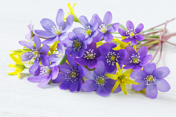 Poster - Spring blue-violet flowers hepatica and yellow gagea on a white wooden background, closeup, blur