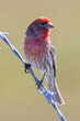 House Finch male perched on a barbed wire. Palo Alto Baylands, Santa Clara County, California, USA.