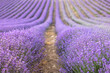 Lavender field at sunset. Rows of blooming lavende to the horizon. Provence region of France.