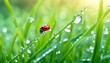 Fresh juicy young grass in droplets of morning dew and a ladybug in summer spring on a nature macro. Drops of water on the grass, natural wallpaper, panoramic view, soft focus