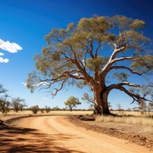 A Tree On A Dirt Road