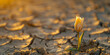 A small tulip defies the dry land, rising with delicacy and determination amidst the aridity. Tulip of fragile beauty contrasts with the arid environment.