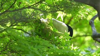 Wall Mural - azure winged magpie in a forest