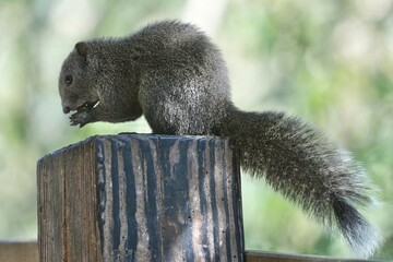 Wall Mural - squirrel in a forest