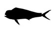 Young Mahi mahi or dolphin fish isolated on white. Realistic illustration of mahi mahi or dolphin fish isolated on white background. Side view Flat silhouette.
